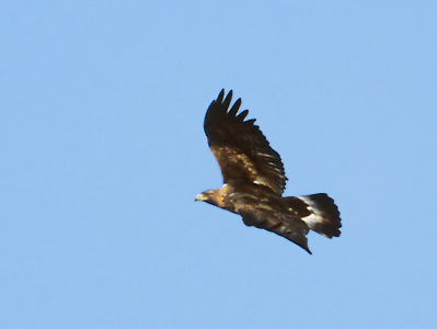 Golden Eagle (Aquila chrysaetos) photo image