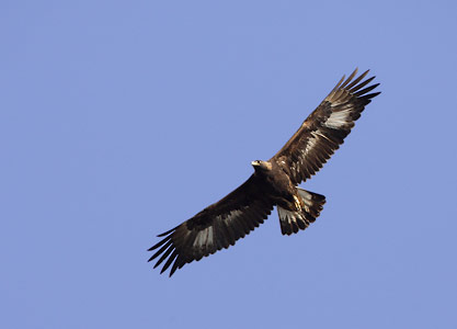 Golden Eagle (Aquila chrysaetos) photo image