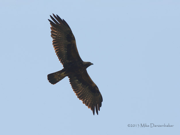 Golden Eagle (Aquila chrysaetos) photo image