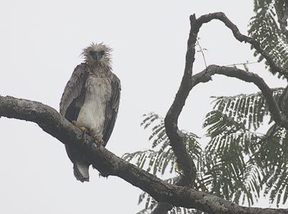 Harpy Eagle (Harpia harpyja) photo image