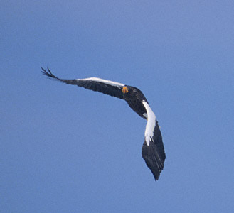 haliaeetus pelagicus