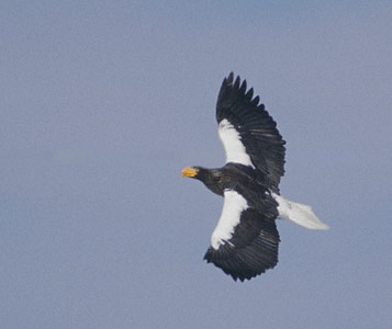 Steller's Sea-Eagle (Haliaeetus pelagicus) photo