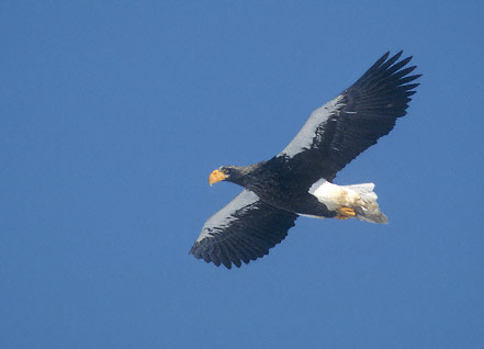 Steller's Sea-Eagle (Haliaeetus pelagicus) photo image