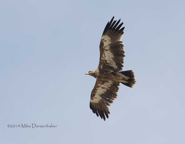 Steppe Eagle (Aquila nipalensis) photo image