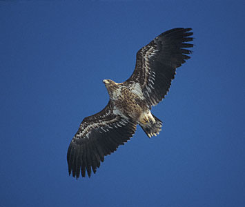 White-tailed Eagle (Haliaeetus albicilla) photo image