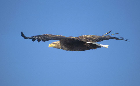 White-tailed Eagle (Haliaeetus albicilla) photo image