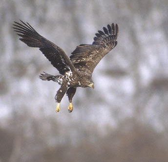 White-tailed Eagle (Haliaeetus albicilla) photo image