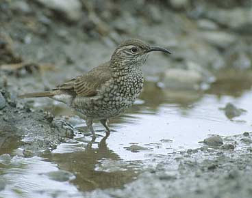 Scaly-throated Earthcreeper (Upucerthia dumetaria) photo image