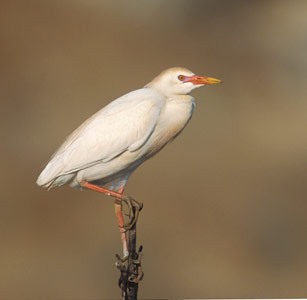 Cattle Egret (Bubulcus ibis) photo image