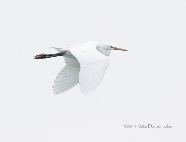 Chinese Egret (Egretta eulophotes) photo image