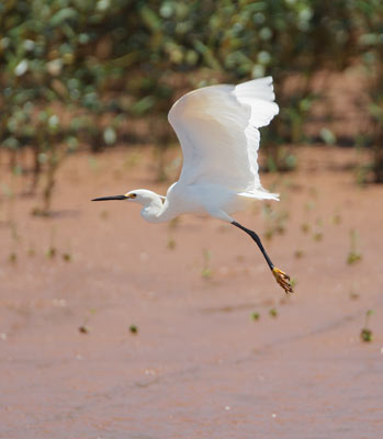 Dimorphic Egret (Egretta dimorpha) photo image