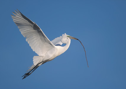 Great Egret (Ardea alba) photo image