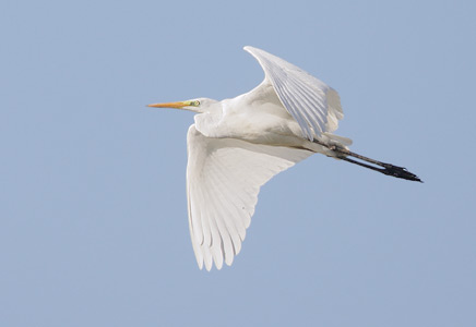 Great Egret (Ardea alba) photo image