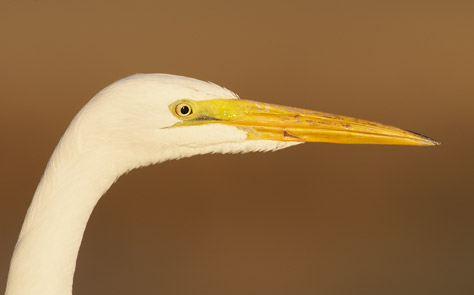 Great Egret (Ardea alba) photo image
