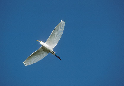 Great Egret (Ardea alba) photo image