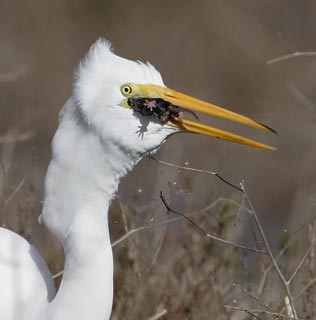 Great Egret (Ardea alba) photo image