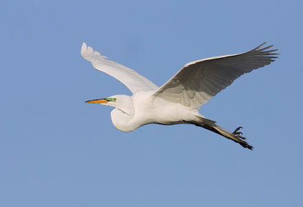 Great Egret (Ardea alba) photo image