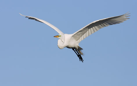 Great Egret (Ardea alba) photo image