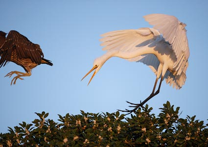Great Egret (Ardea alba) photo image