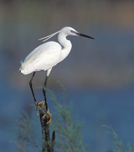 Little Egret (Egretta garzetta) photo image