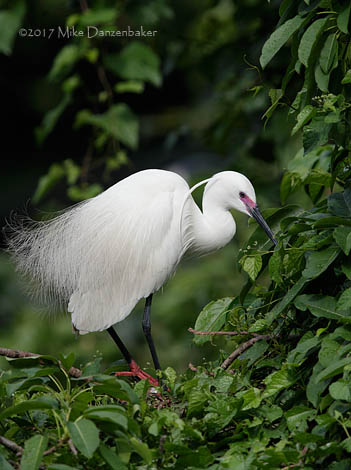 Little Egret (Egretta garzetta) photo