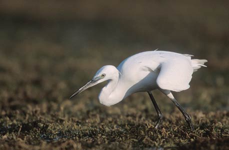 Little Egret (Egretta garzetta) photo image