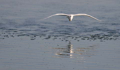 Little Egret (Egretta garzetta) photo image
