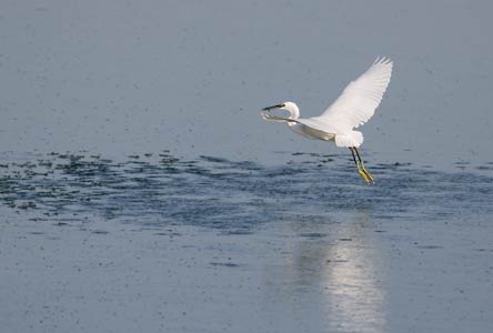Little Egret (Egretta garzetta) photo