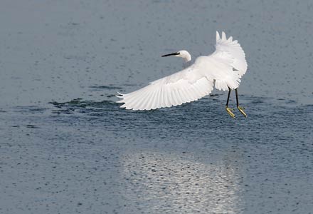 Little Egret (Egretta garzetta) photo image