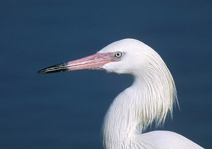 Reddish Egret (Egretta rufescens) photo image