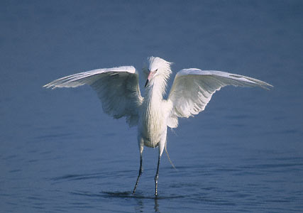 Reddish Egret (Egretta rufescens) photo image