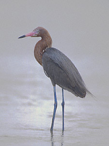 Reddish Egret (Egretta rufescens) photo image