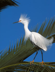 Snowy Egret (Egretta thula) photo image