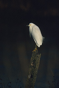 Snowy Egret (Egretta thula) photo image