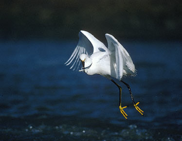 Snowy Egret (Egretta thula) photo image