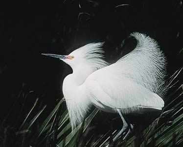 Snowy Egret (Egretta thula) photo image
