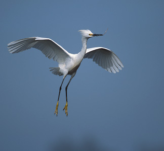 Snowy Egret (Egretta thula) photo image