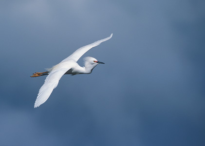 Snowy Egret (Egretta thula) photo
