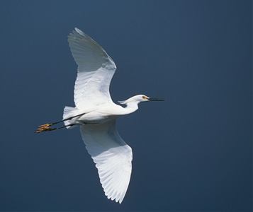 Snowy Egret (Egretta thula) photo image