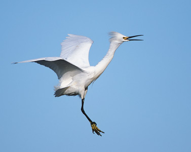 Snowy Egret (Egretta thula) photo image