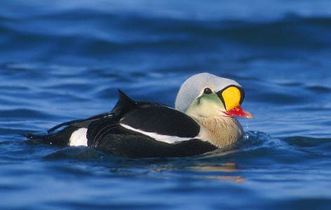 King Eider (Somateria spectabilis) photo