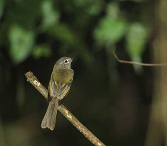 Greenish Elaenia (Myiopagis viridicata) photo image