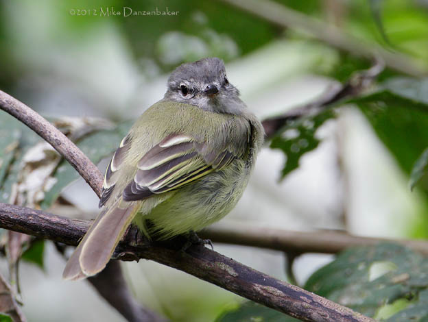 Greenish Elaenia (Myiopagis viridicata) photo image