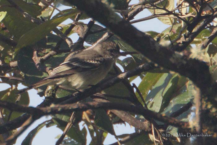 Highland Elaenia (Elaenia obscura) photo