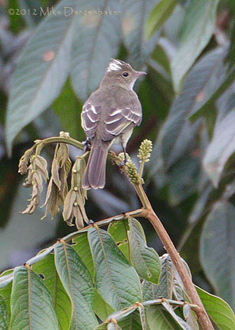 Mottle-backed Elaenia (Elaenia gigas) photo image