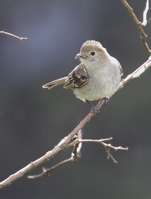Mountain Elaenia (Elaenia frantzii) photo