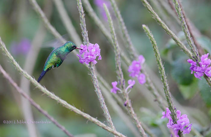 Canivet's Emerald (Chlorostilbon canivetii) photo