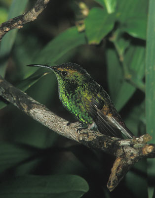 Coppery-headed Emerald (Elvira cupreiceps) photo