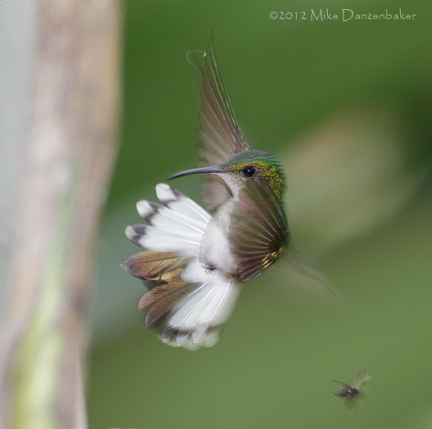Coppery-headed Emerald (Elvira cupreiceps) photo image