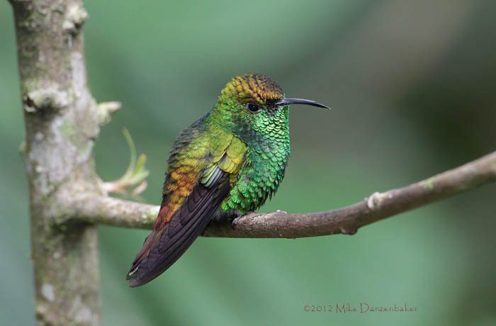 Coppery-headed Emerald (Elvira cupreiceps) photo image
